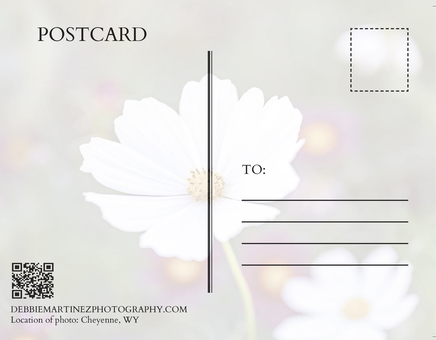 White Cosmos Flower Postcard - Cheyenne