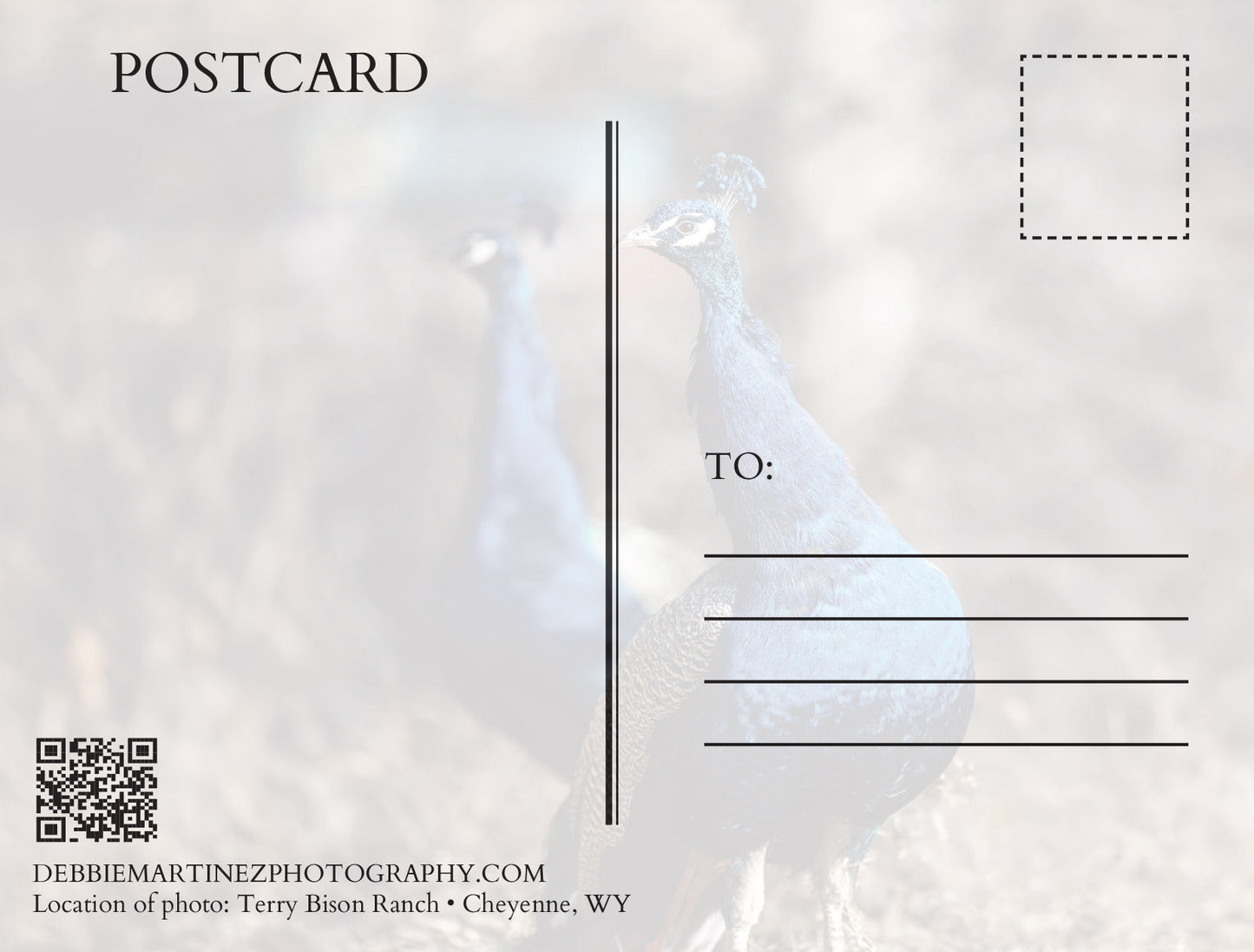 Peacocks at Terry Bison Ranch Postcard