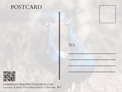 Peacocks at Terry Bison Ranch Postcard
