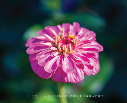 Luminosa Zinnia Postcard - Cheyenne