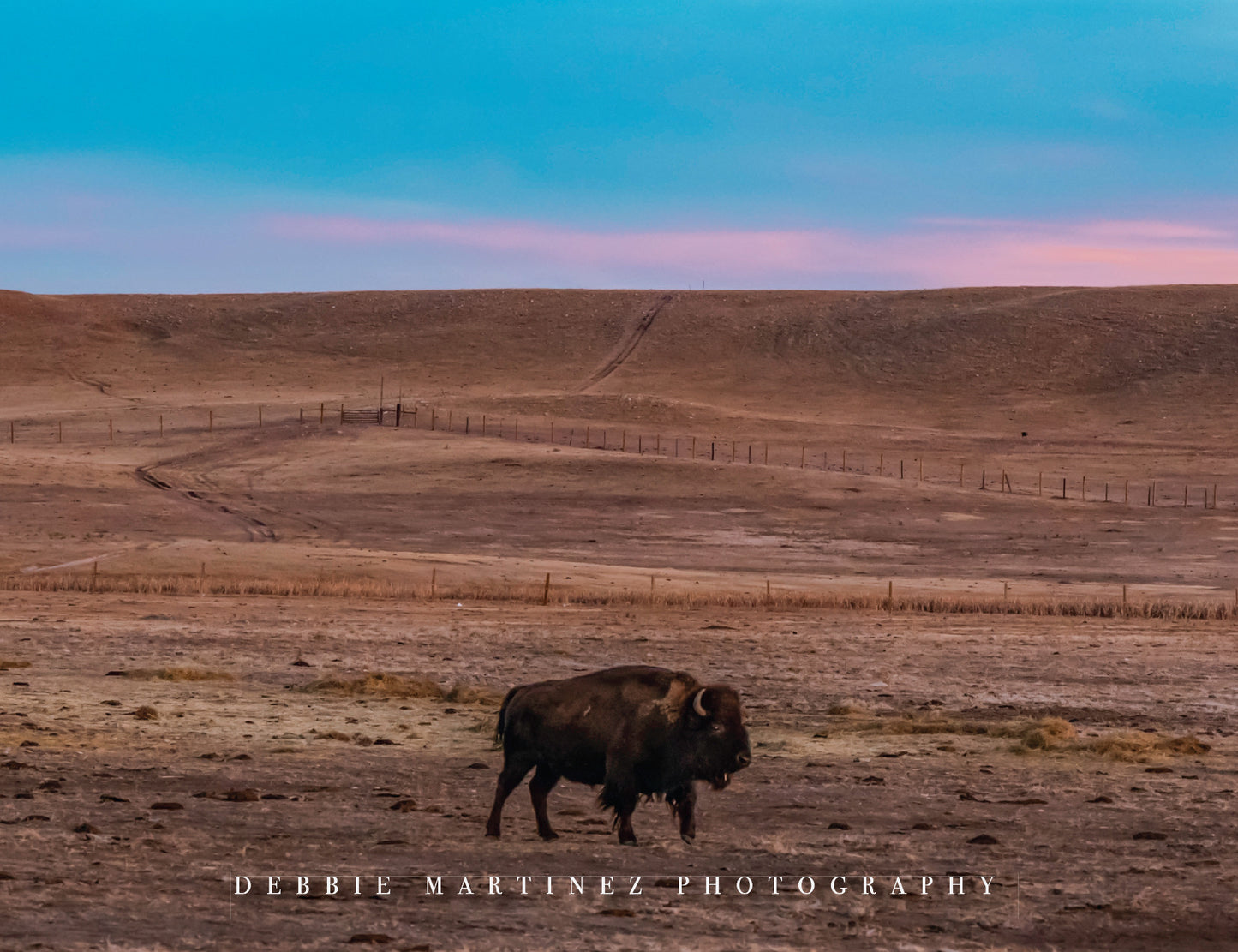Bison at Pink Sunset Postcard - Terry Bison Ranch