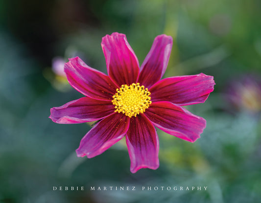 Burgundy Cosmos Flower Postcard - Cheyenne