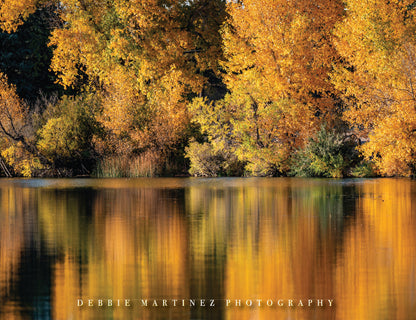 Autumn Glow Reflections Postcard - Lake Absarraca