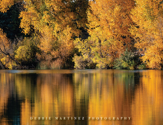 Autumn Glow Reflections Postcard - Lake Absarraca