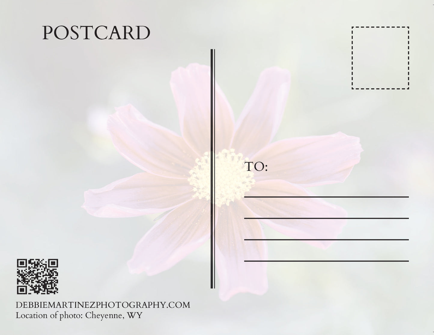 Deep Magenta Cosmos Postcard - Cheyenne