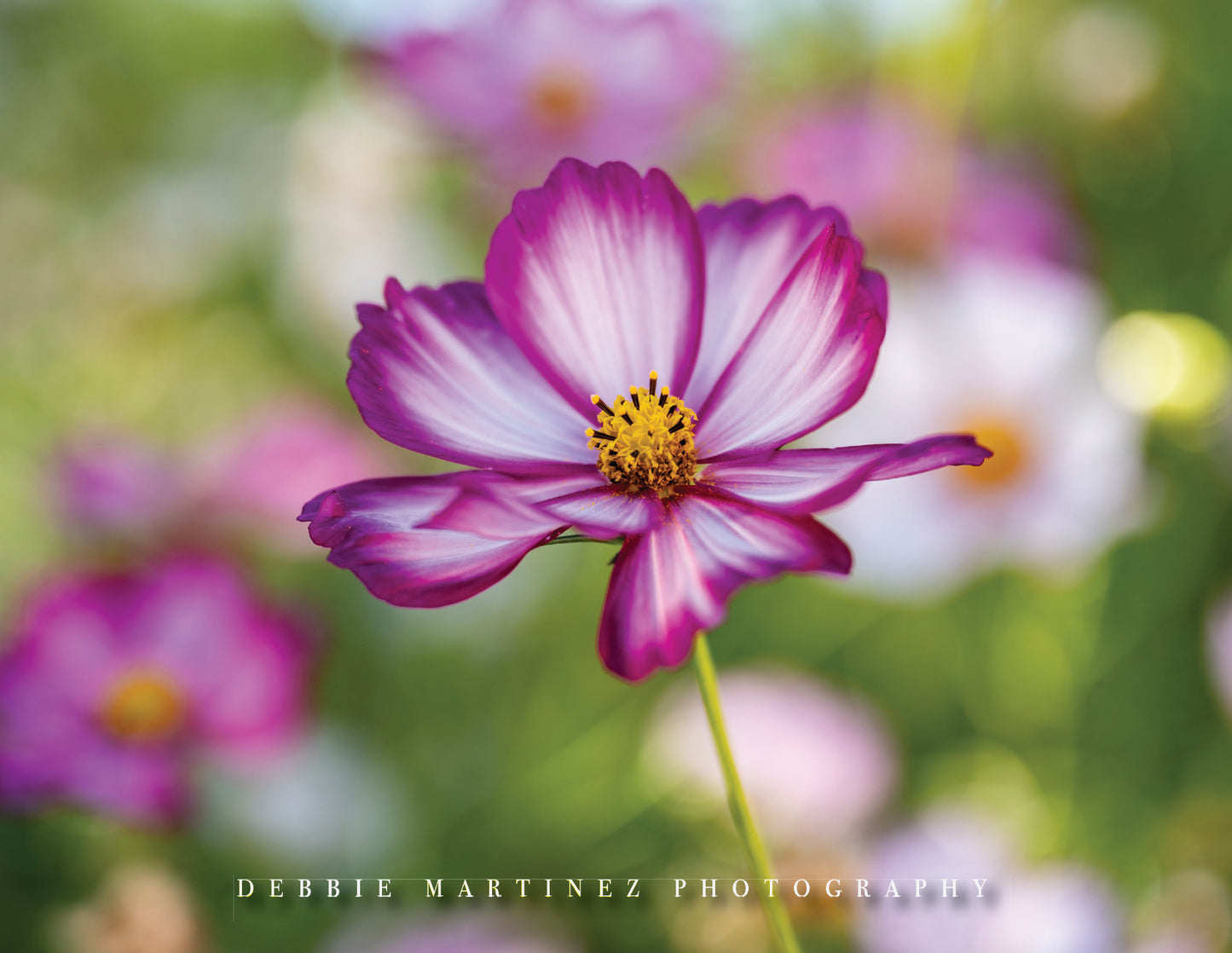 Soft Pink Cosmos Postcard - Cheyenne