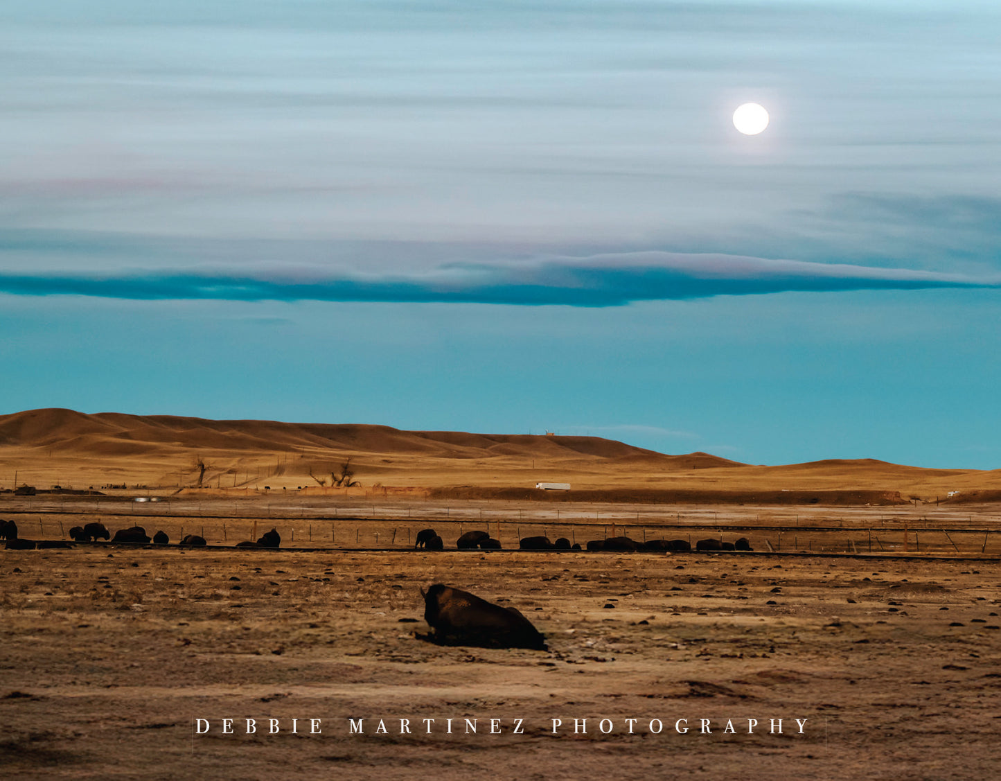 Moonlit Bison on the Range Postcard - Terry Bison Ranch