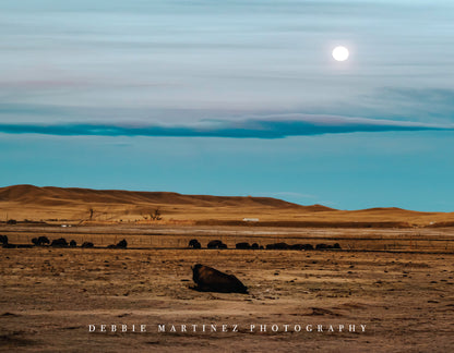 Moonlit Bison on the Range Postcard - Terry Bison Ranch