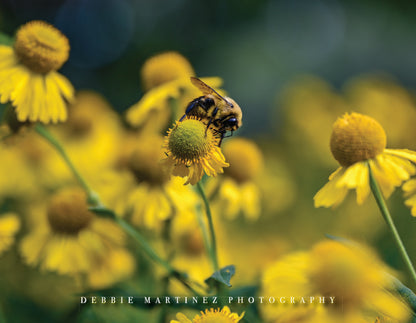 Bumblebee on Yellow Wildflowers Postcard - Cheyenne