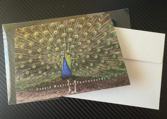 Peacock in Full Display Notecard – Terry Bison Ranch, Cheyenne, Wyoming