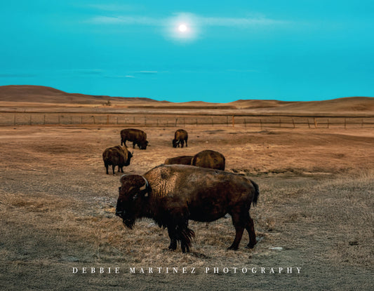 Bison Herd Under Full Moon Postcard - Terry Bison Ranch