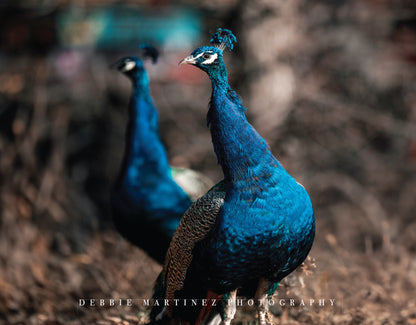 Peacocks at Terry Bison Ranch Postcard