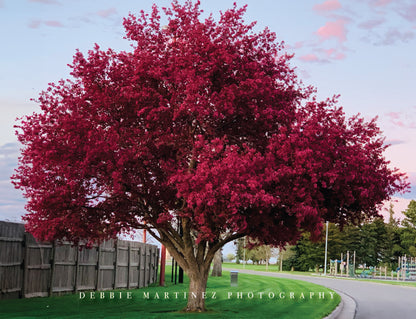 Crimson Crabapple Tree Postcard - Cheyenne