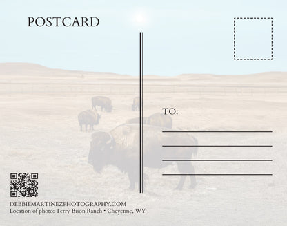 Bison Herd Under Full Moon Postcard - Terry Bison Ranch