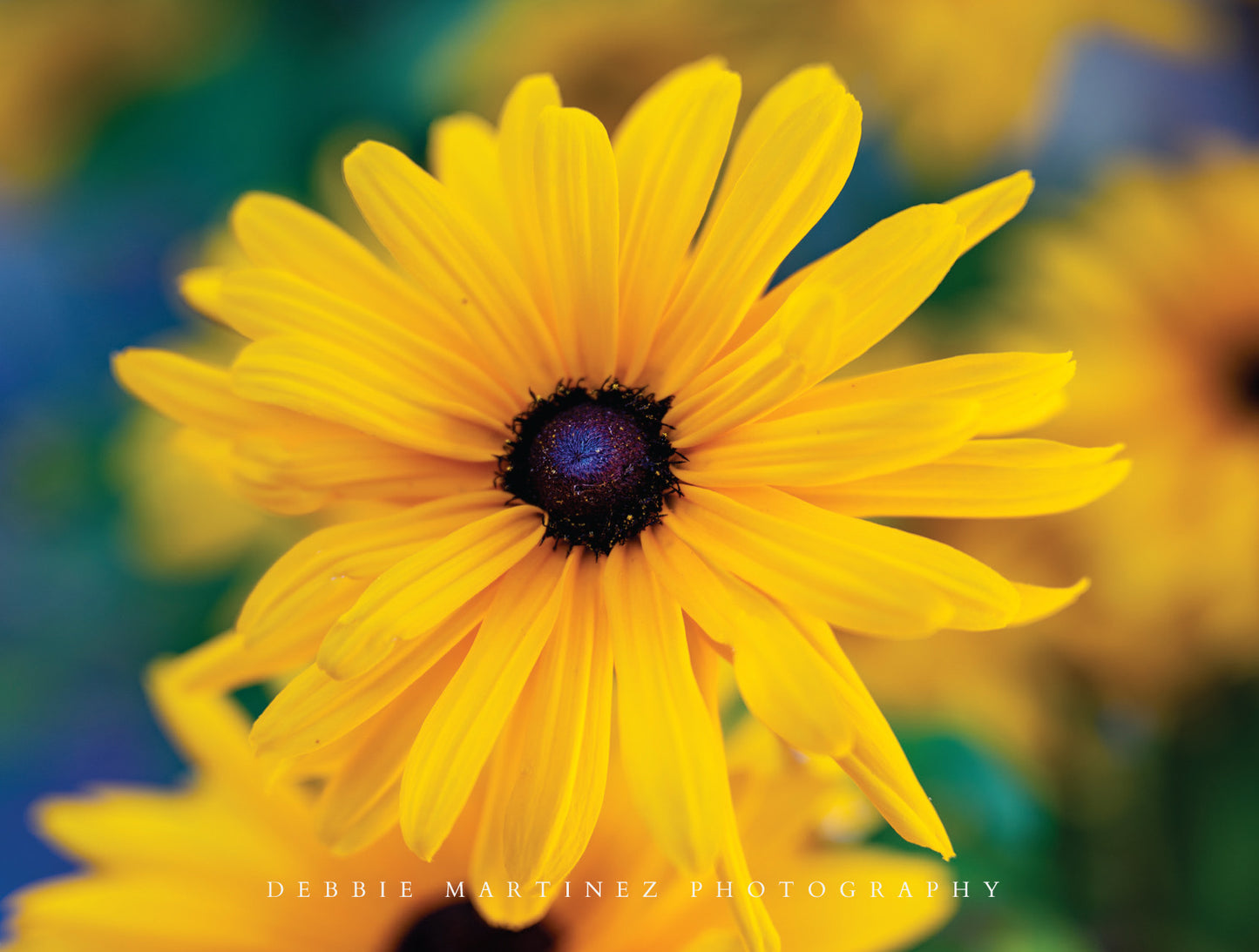 Golden Black-Eyed Susan Postcard - Cheyenne