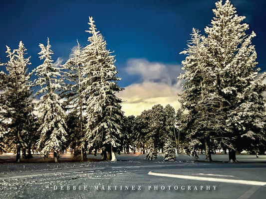 Snowy Evergreens at Twilight Postcard - Cheyenne