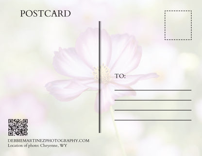 Soft Pink Cosmos Postcard - Cheyenne