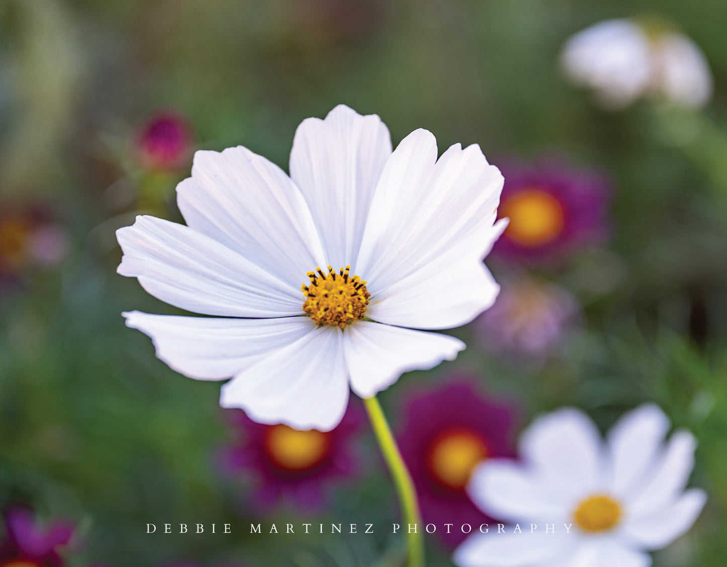 White Cosmos Flower Postcard - Cheyenne