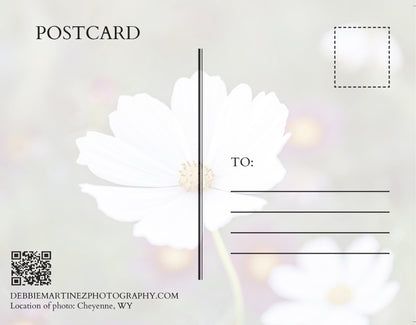 White Cosmos Flower Postcard - Cheyenne