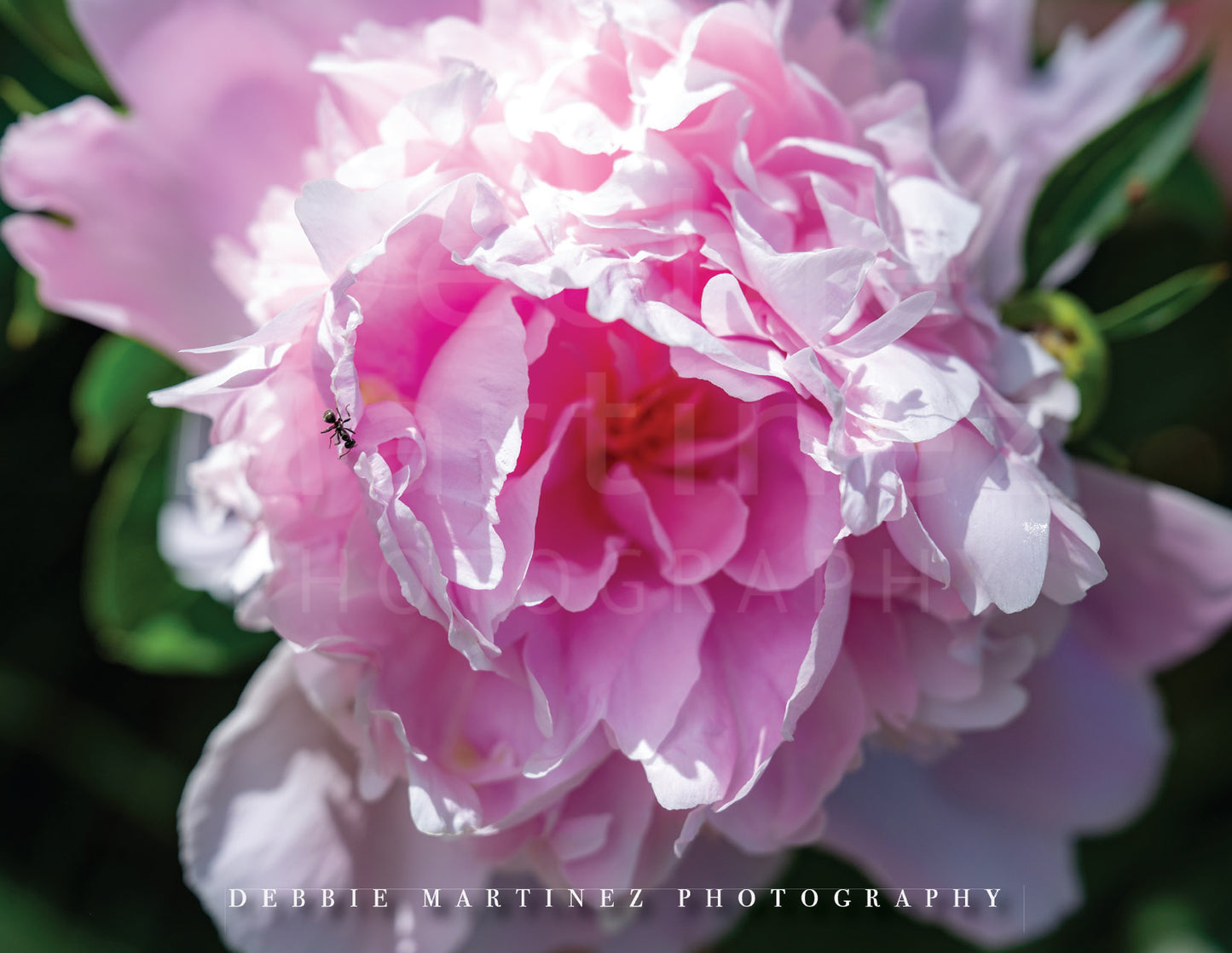 Pink Peony Postcard - Cheyenne Botanic Gardens